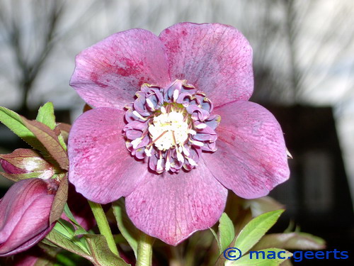 helleborus hybr